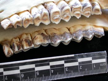 Media type: image;   Mammalogy 25354